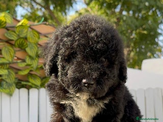Perro de Agua Español perros - Anuncio 1