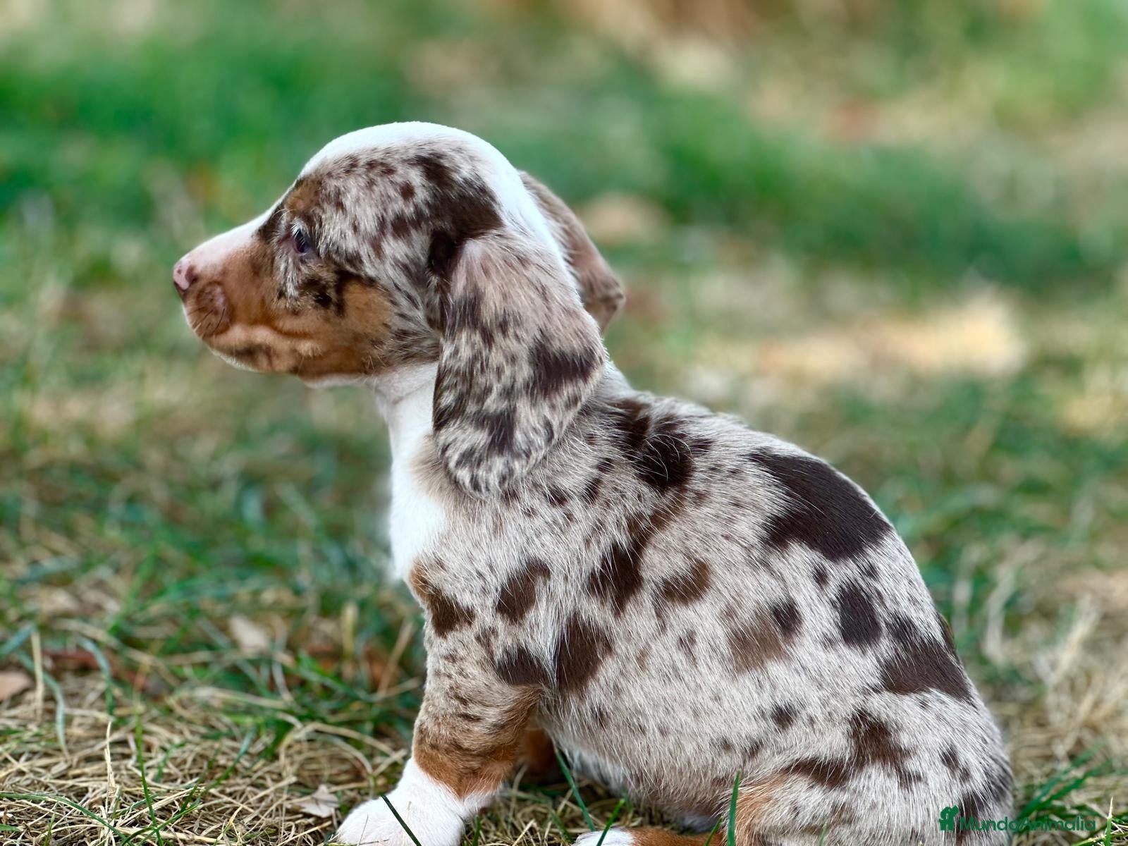 Teckel Miniatura perros Merle chocolate - Anuncio 2