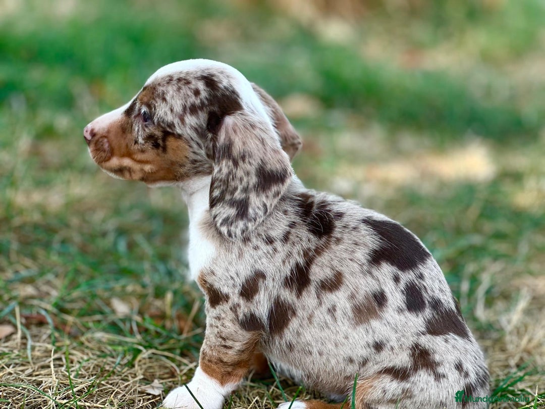 Teckel Miniatura perros en venta: Merle chocolate - Anuncio 2