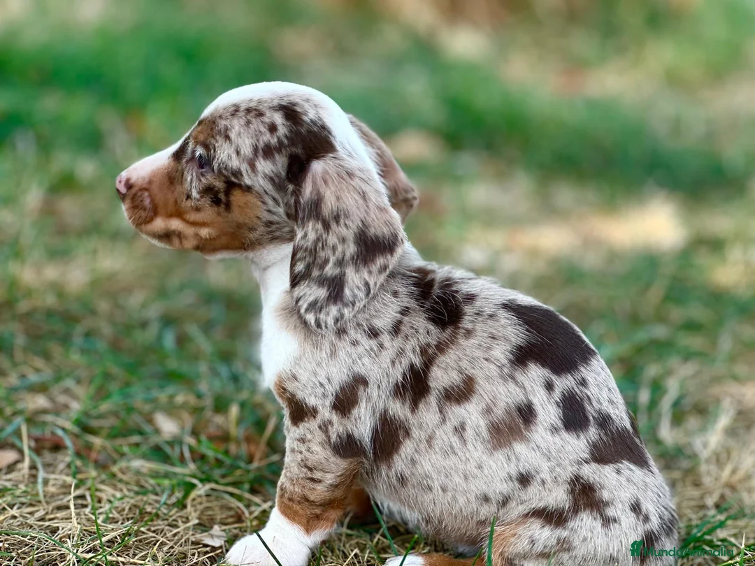 Teckel Miniatura perros en venta: Merle chocolate - Anuncio 2