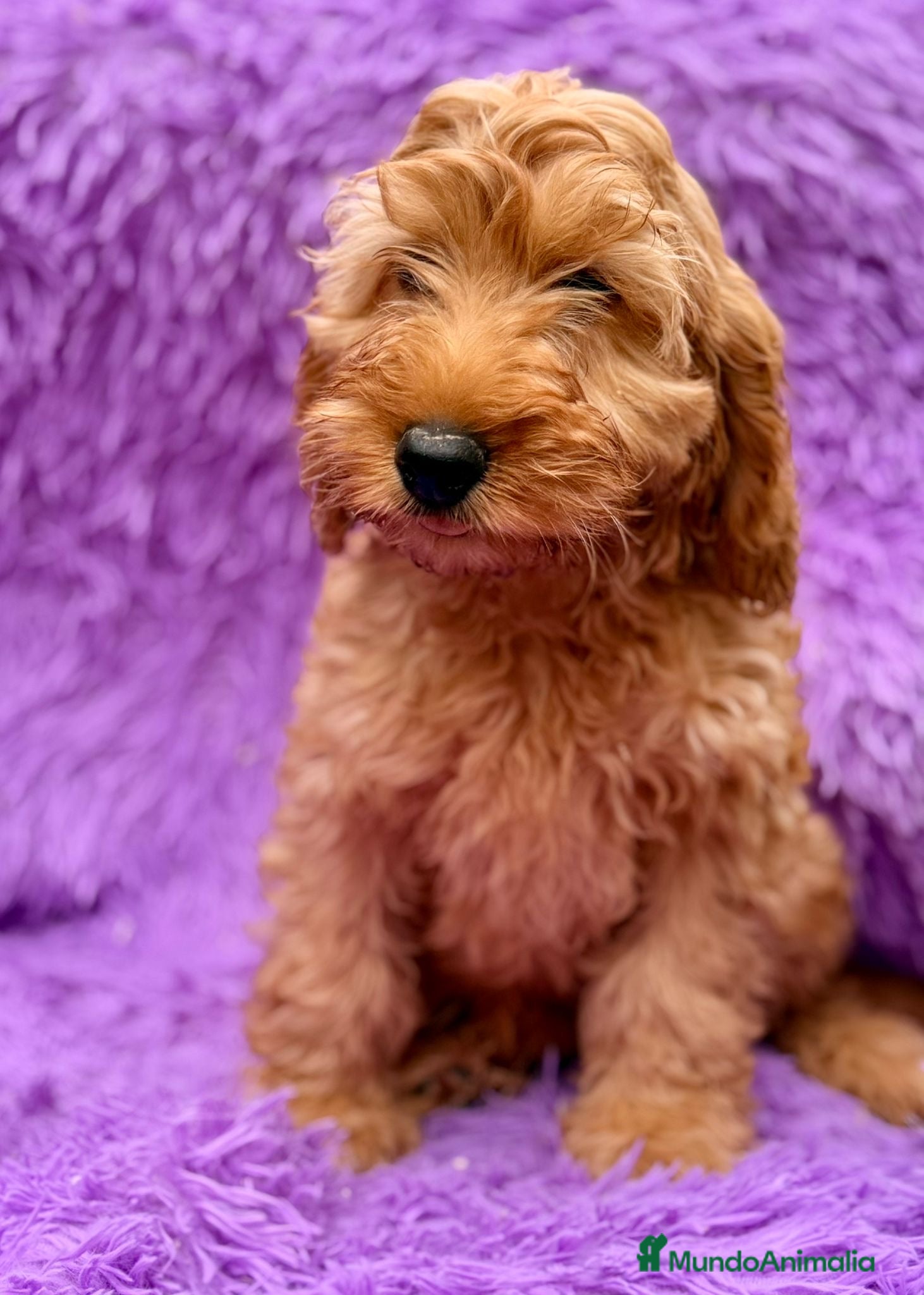 Cockapoo perros Cockapoo hembra roja  - Anuncio 1