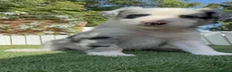 Border Collie perros en venta: CAMADA BORDER COLLIE MERLE - Anuncio 10