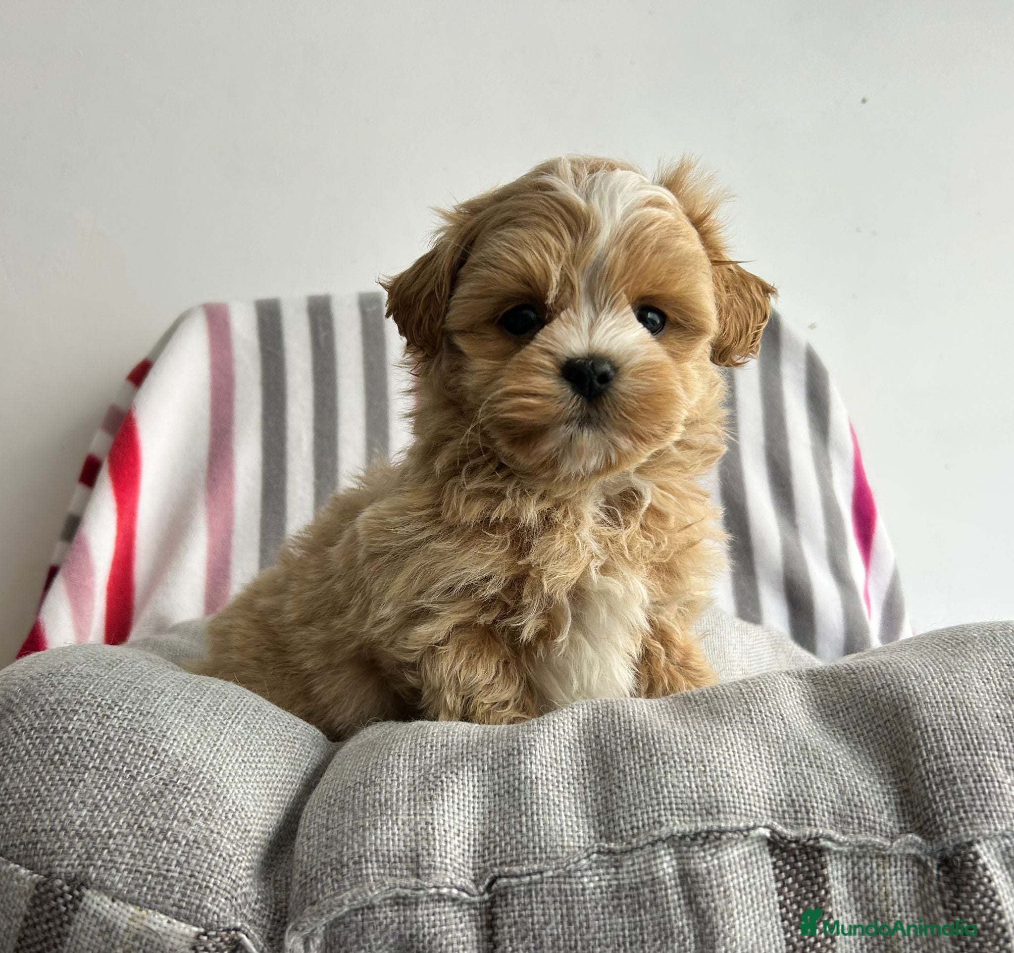 Maltipoo perros Maltipoo apricot  - Anuncio 2