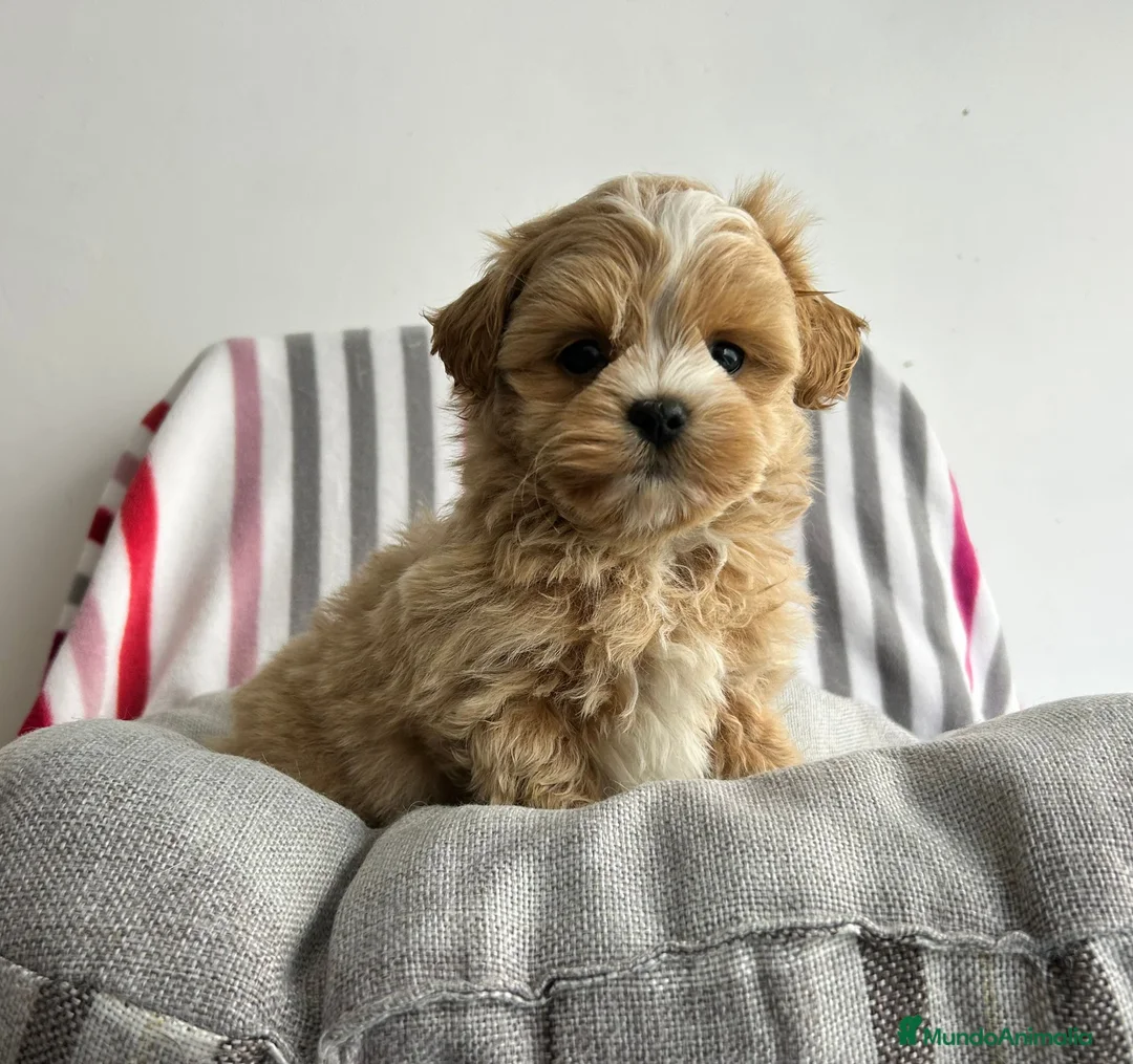 Maltipoo perros en venta: Maltipoo apricot  - Anuncio 1