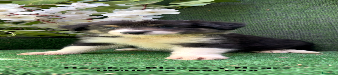 Border Collie Cachorro 6