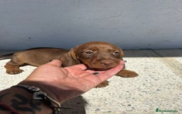 Teckel Miniatura perros en venta: Teckel mini - Imagen 5