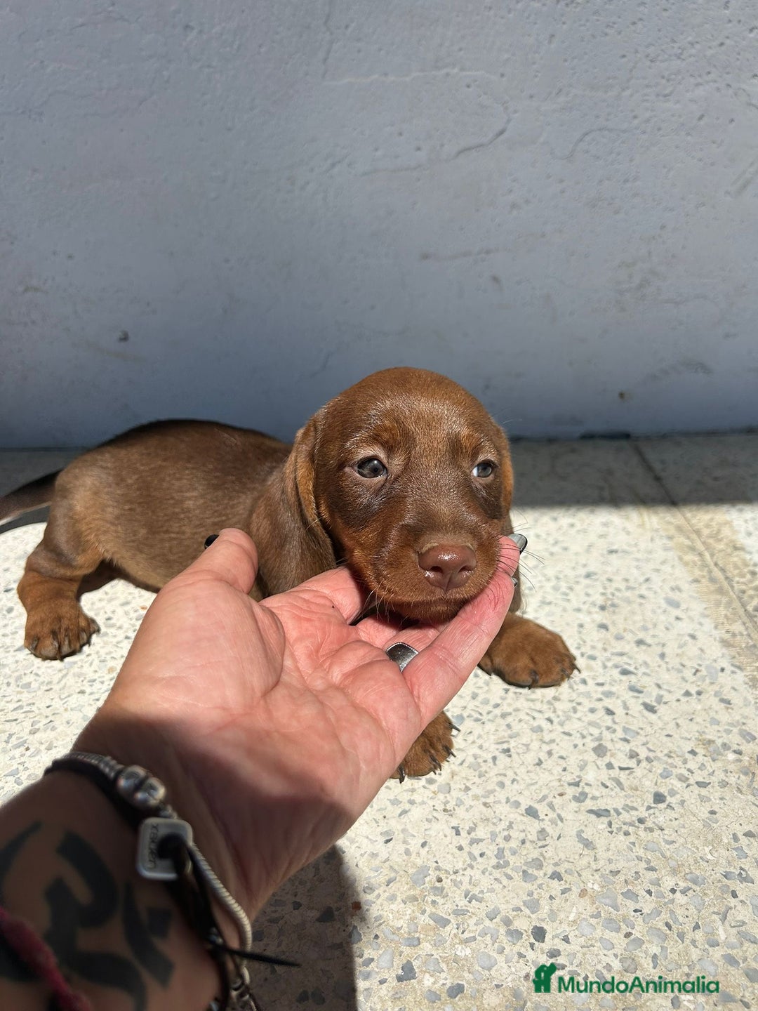 Teckel Miniatura perros en venta: Teckel mini - Imagen 5