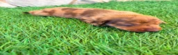 Teckel Miniatura perros en venta: Teckel Miniatura merle chocolate - Anuncio 10