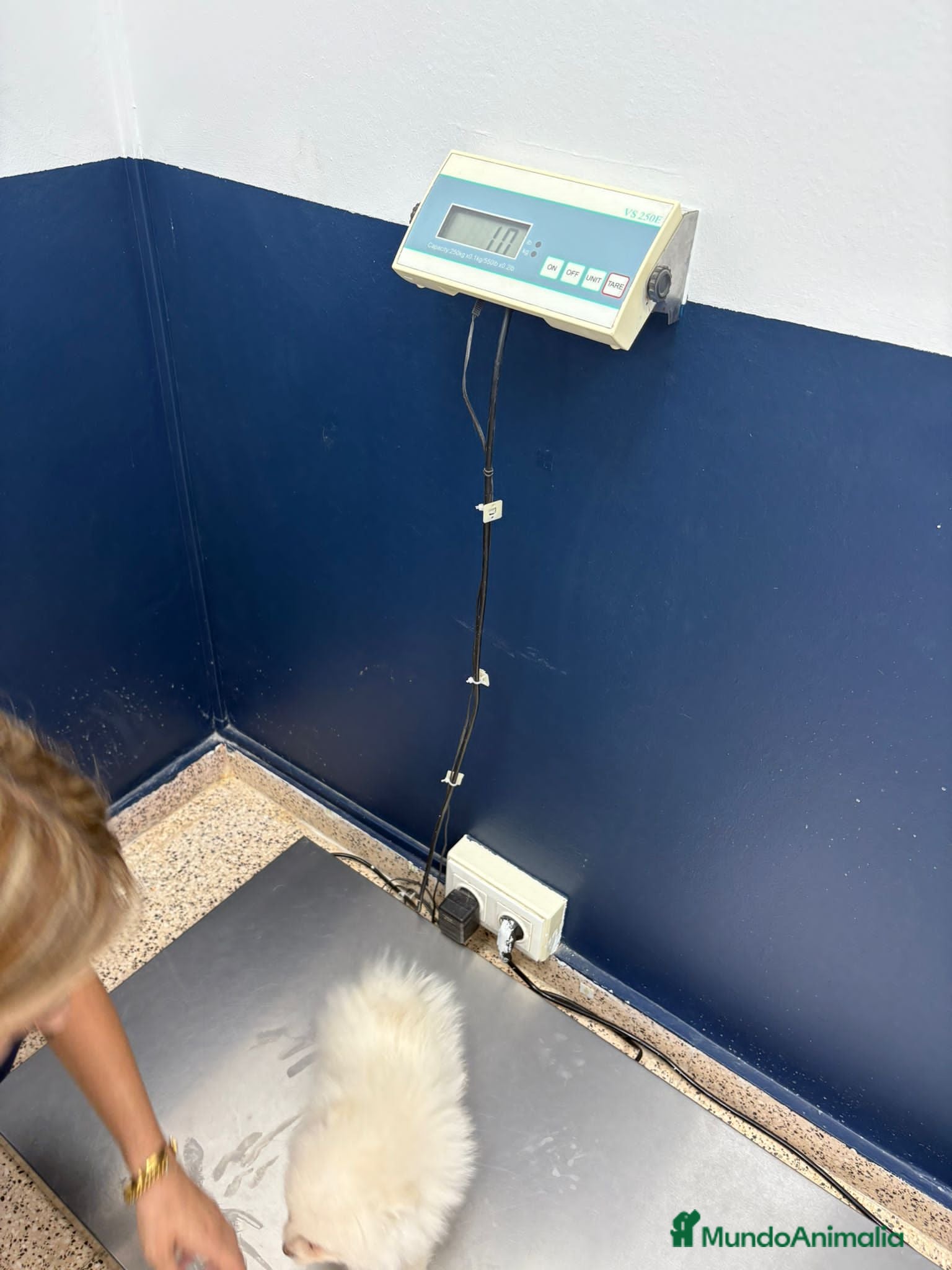 Pomerania perros Pomerania hembra,muy toy  - Anuncio 2