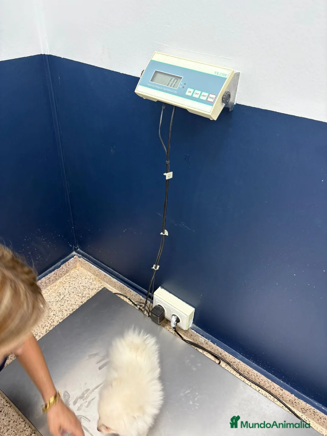 Pomerania perros en venta: Pomerania hembra,muy toy  - Anuncio 2