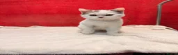 Británico de Pelo Corto gatos en venta: Kiko Gatito arlequín azul monismo!!  - Anuncio 2