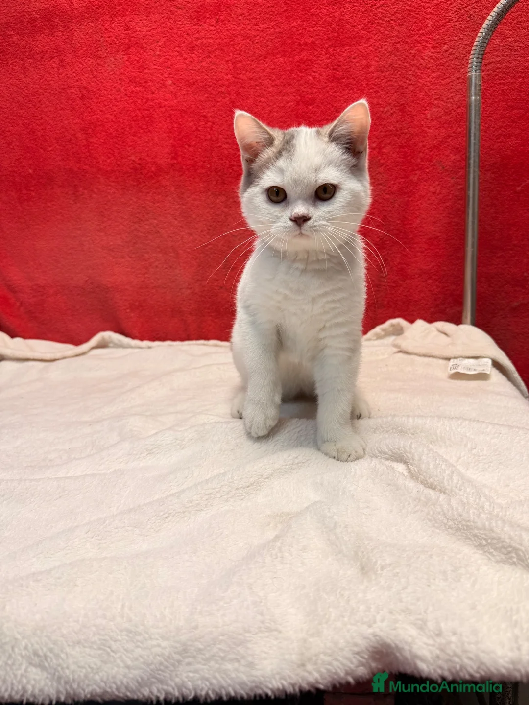 Británico de Pelo Corto gatos en venta: Kiko Gatito arlequín azul monismo!!  - Anuncio 2