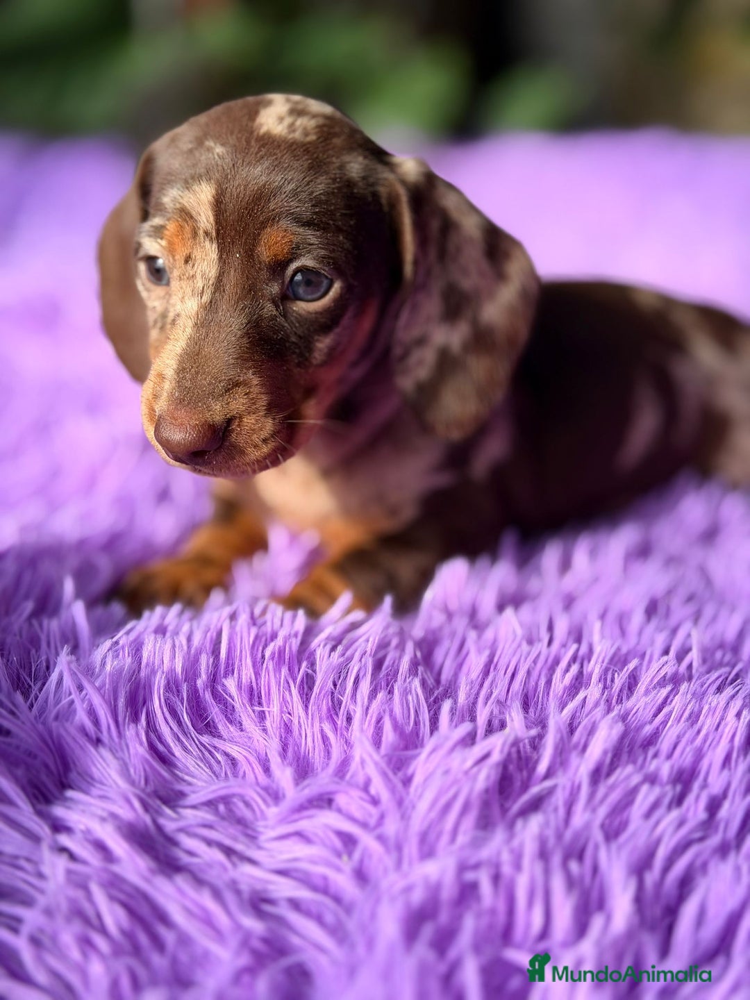 Teckel Miniatura perros en venta: TECKEL ARLEQUIN CHOCOLATE HEMBRA - Anuncio 6