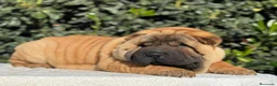 Shar Pei perros en venta: macho y hembra TOP SHAR PEI - Anuncio 1