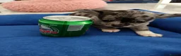 Chihuahua perros en venta: Chihuahuas,  - Anuncio 6