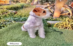 Jack Russell Terrier perros en venta: Cachorros de Jack Russell - Imagen 4