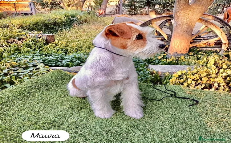 Jack Russell Terrier perros Cachorros de Jack Russell - Anuncio 8