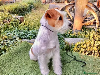 Jack Russell Terrier perros Cachorros de Jack Russell - Anuncio 28