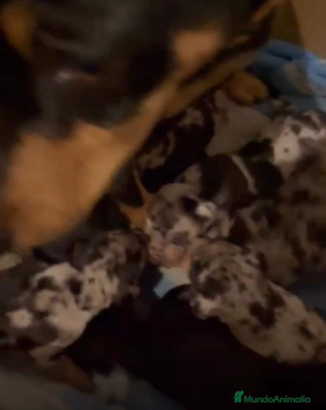 Pinscher Miniatura perros en venta: Pinscher miniatura  - Anuncio 9