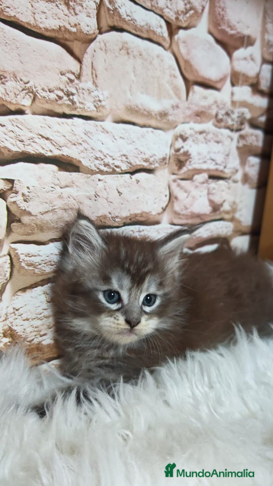 Maine Coon gatos Hembra Maine coon - Anuncio 2