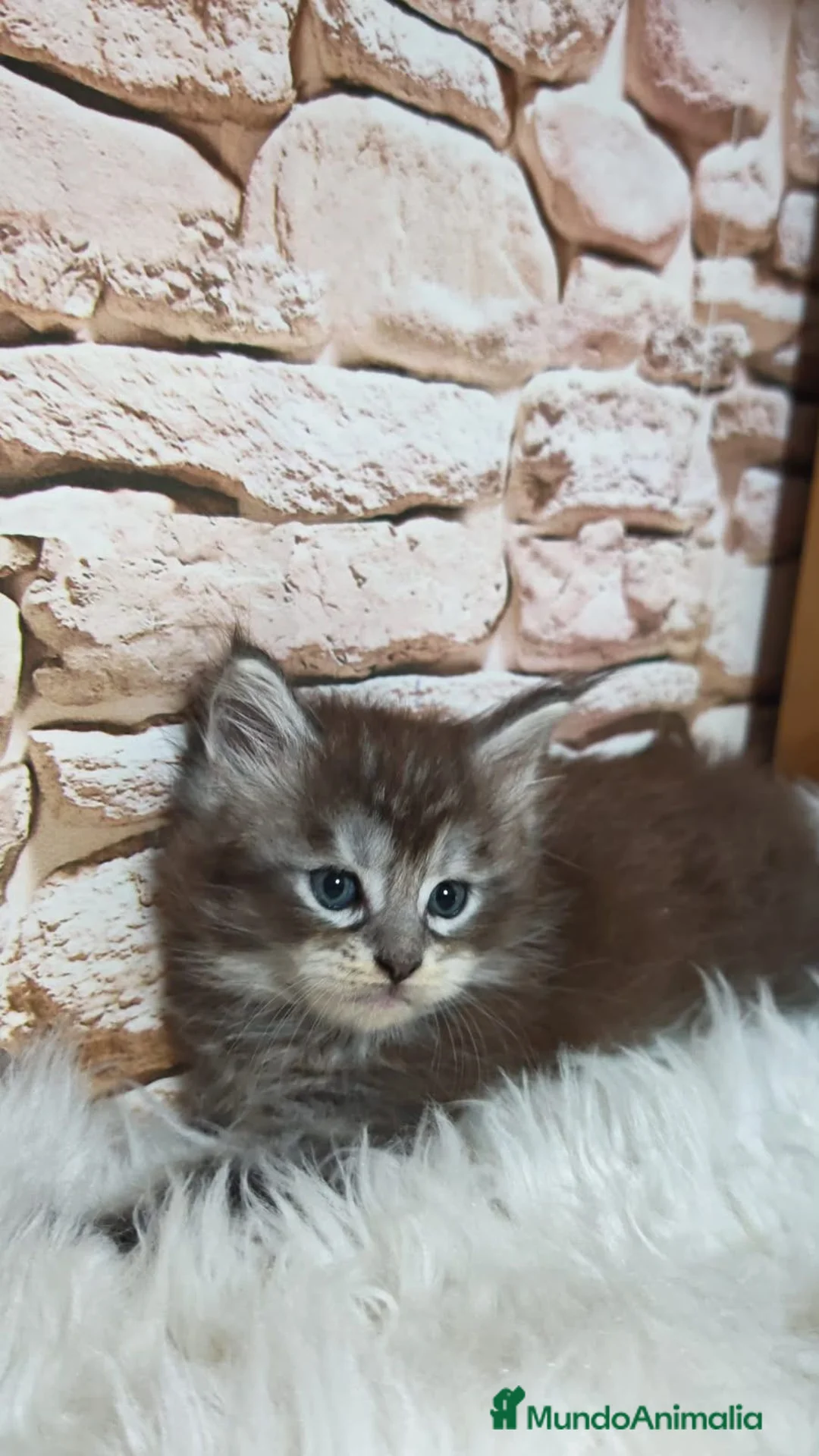 Maine Coon gatos en venta: Hembra Maine coon - Anuncio 1
