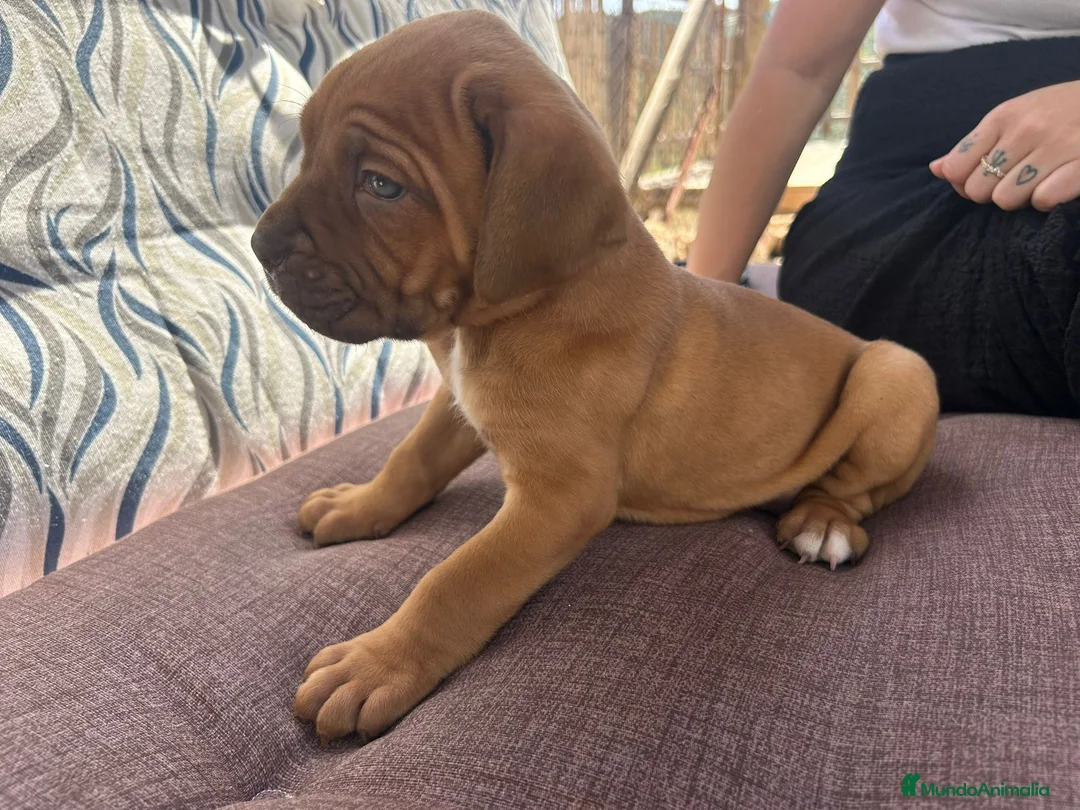 Cane Corso perros en venta: Cane corso - Anuncio 1