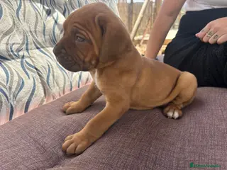 Cane Corso perros Cane corso - Anuncio 1