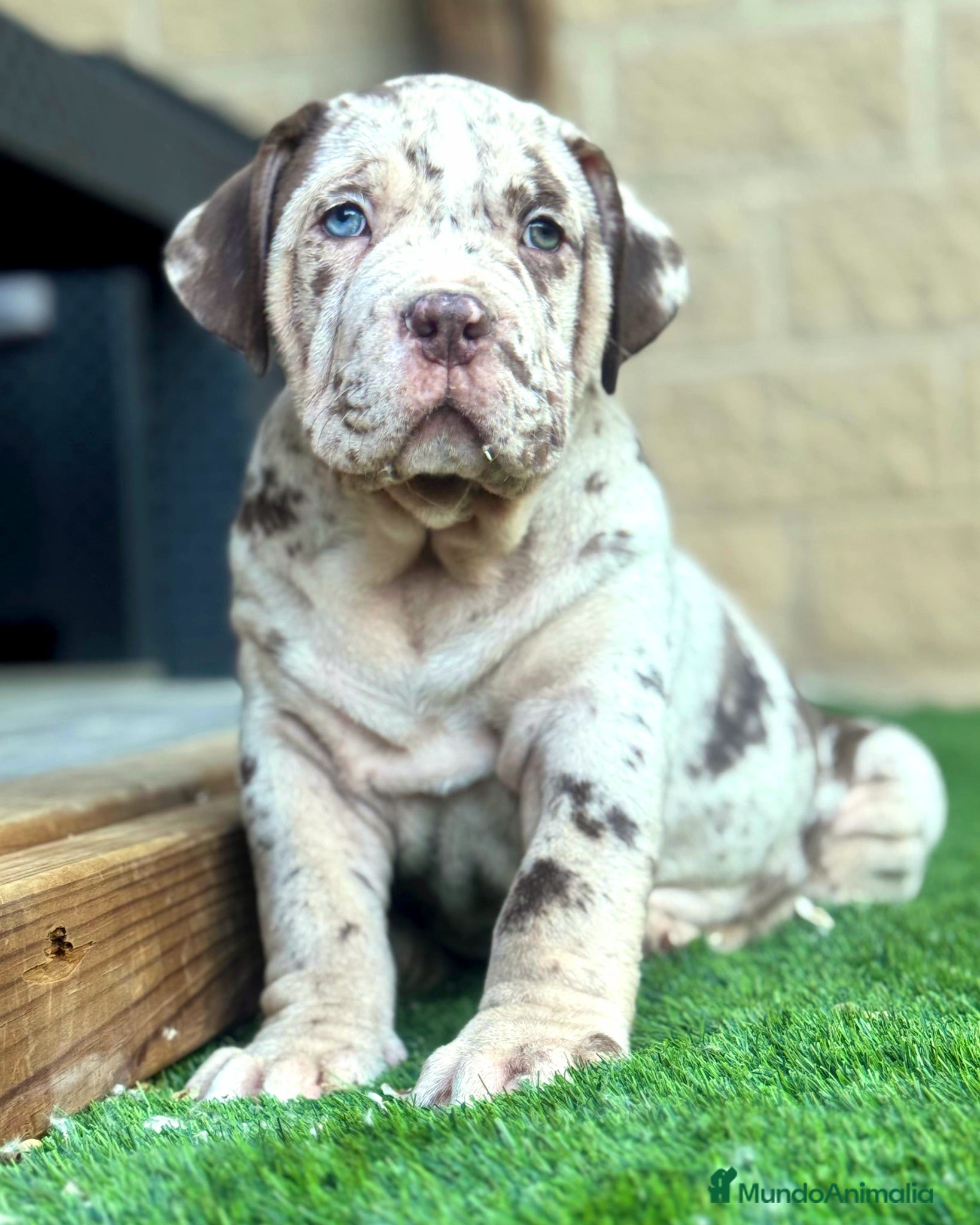 American Bully perros Cachorros American Bully XL disponibles  - Anuncio 2