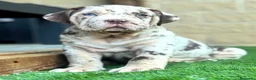 American Bully perros en venta: Cachorros American Bully XL disponibles  - Anuncio 2