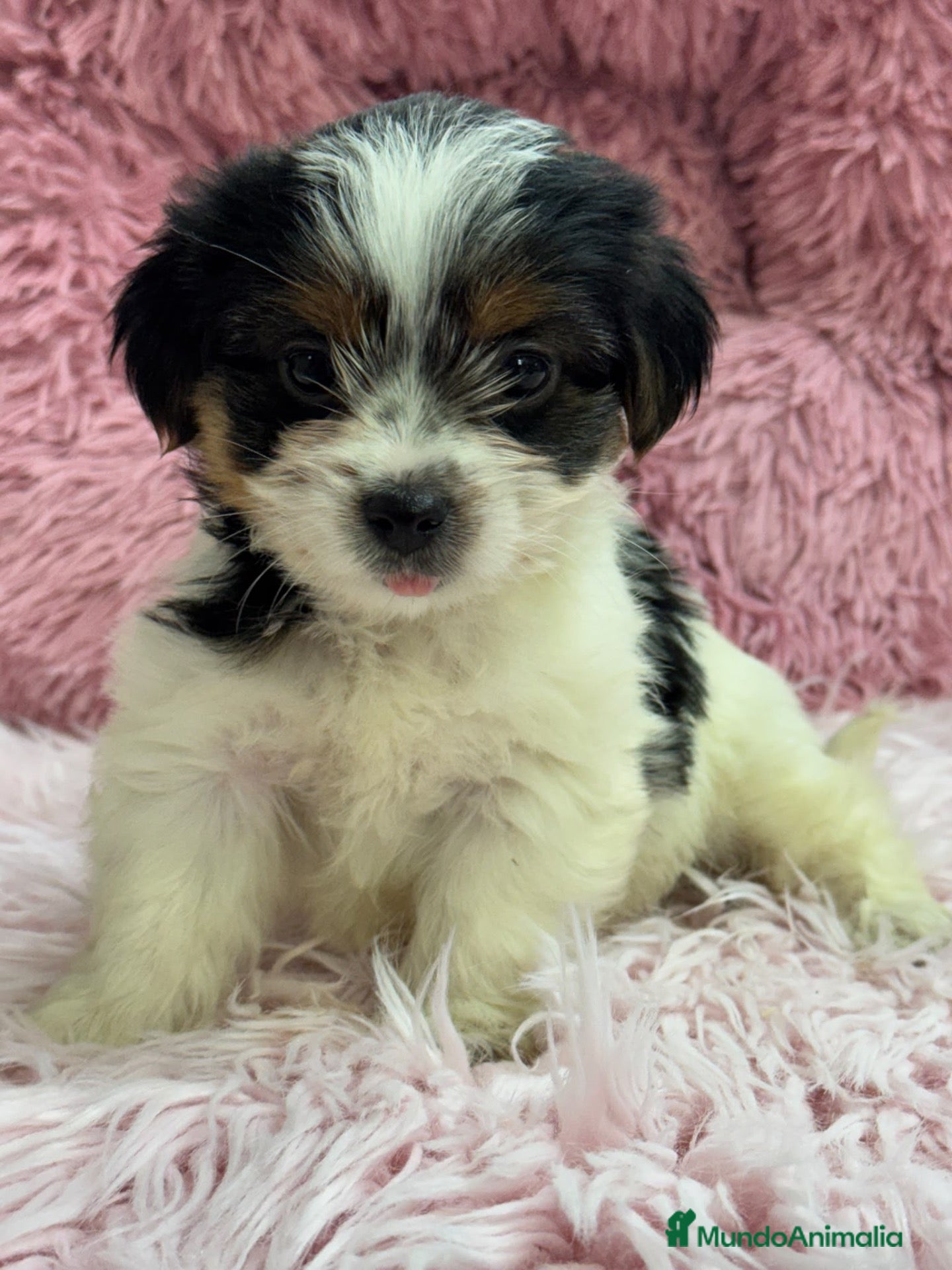 Biewer Yorkshire Terrier a la Pom Pon perros en venta: Preciosa hembra Biewer - Anuncio 1