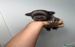 Chihuahua perros en venta: Chihuahua Pelo Largo Lilac Exótico  - Imagen 5