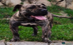 Dogo Canario perros en venta: Cachorros de presa canario - Imagen 4