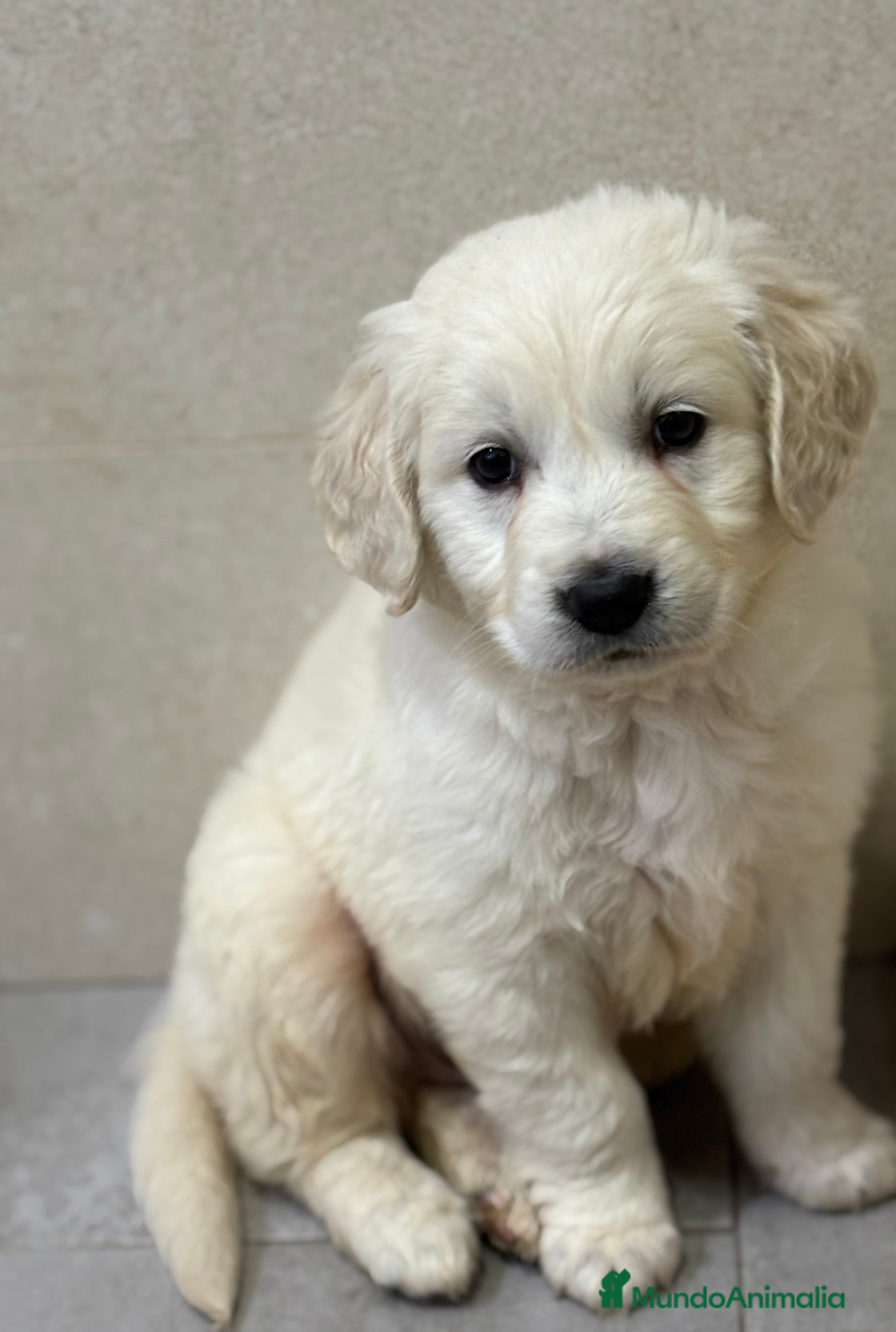 Golden Retriever perros Último macho disponible para entregar ya! en Murcia - Anuncio 4