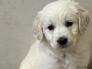 Golden Retriever perros Último macho disponible para entregar ya! en Murcia - Anuncio 4