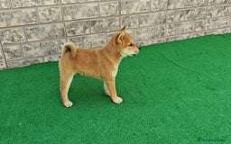 Shiba Inu perros en venta: Cachorros de Shiba Inu - Imagen 2