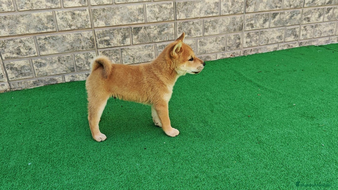 Shiba Inu perros en venta: Cachorros de Shiba Inu - Imagen 2