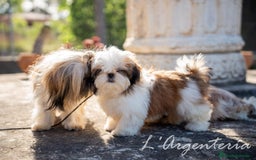 Shih Tzu perros en venta: camada de shih tzu - Imagen 8