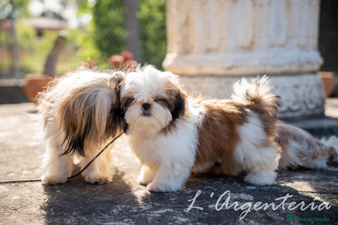Shih Tzu perros en venta: camada de shih tzu - Imagen 8