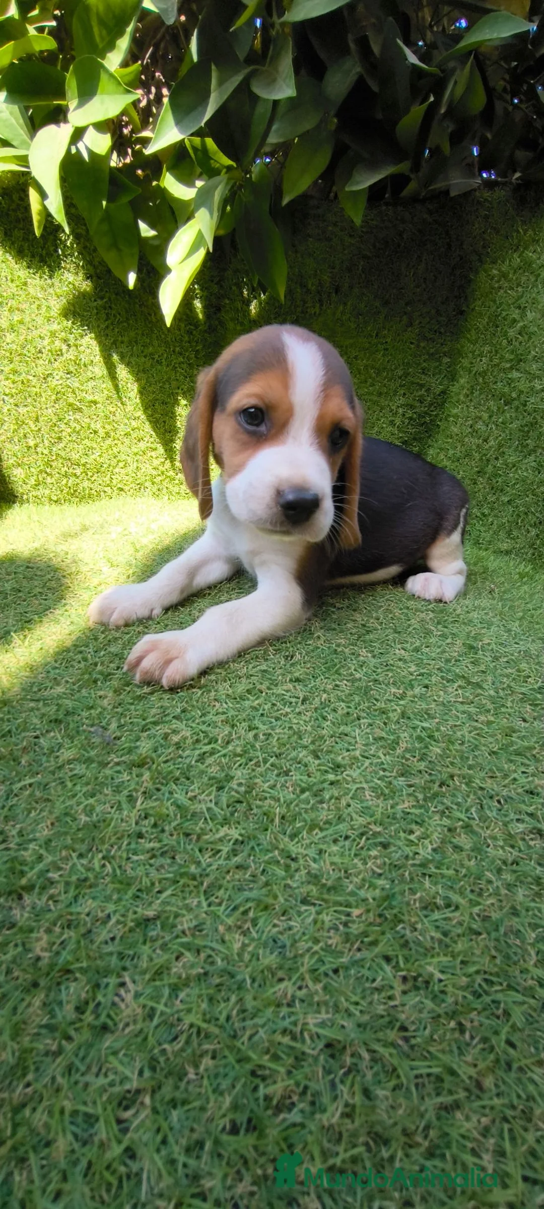 Beagle perros en venta: beagles tricolor 2 machos  - Anuncio 2