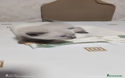Siamés gatos en venta: Siames  - Imagen 9