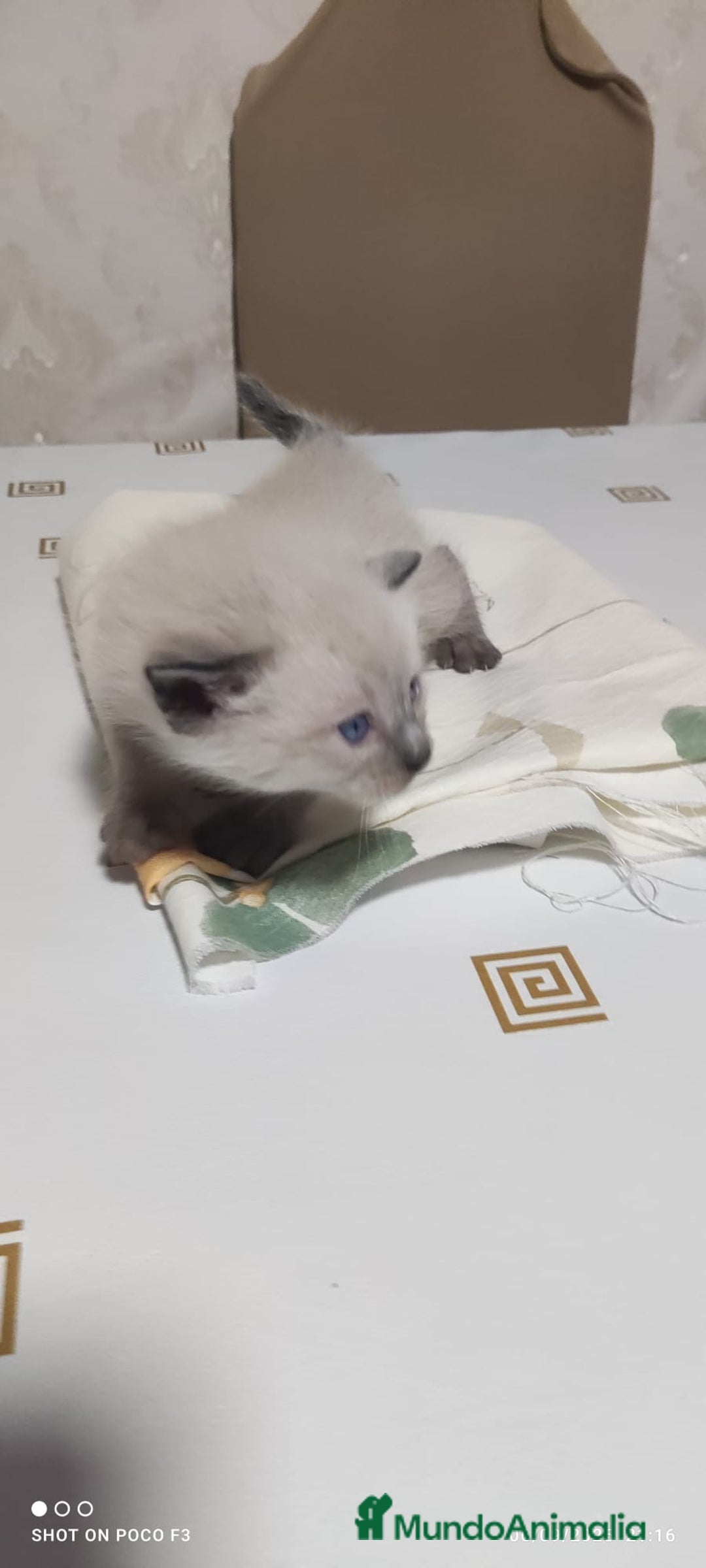 Siamés gatos en venta: Siames  - Imagen 9