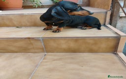 Teckel perros en venta: Cachorro macho teckel negro y fuego  - Imagen 1