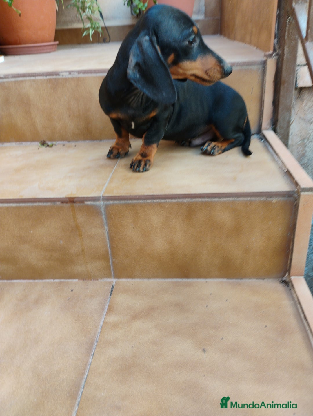 Teckel perros en venta: Cachorro macho teckel negro y fuego  - Imagen 1