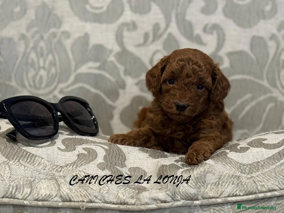 Caniche Toy perros en venta: caniche toy rojo - Anuncio 2