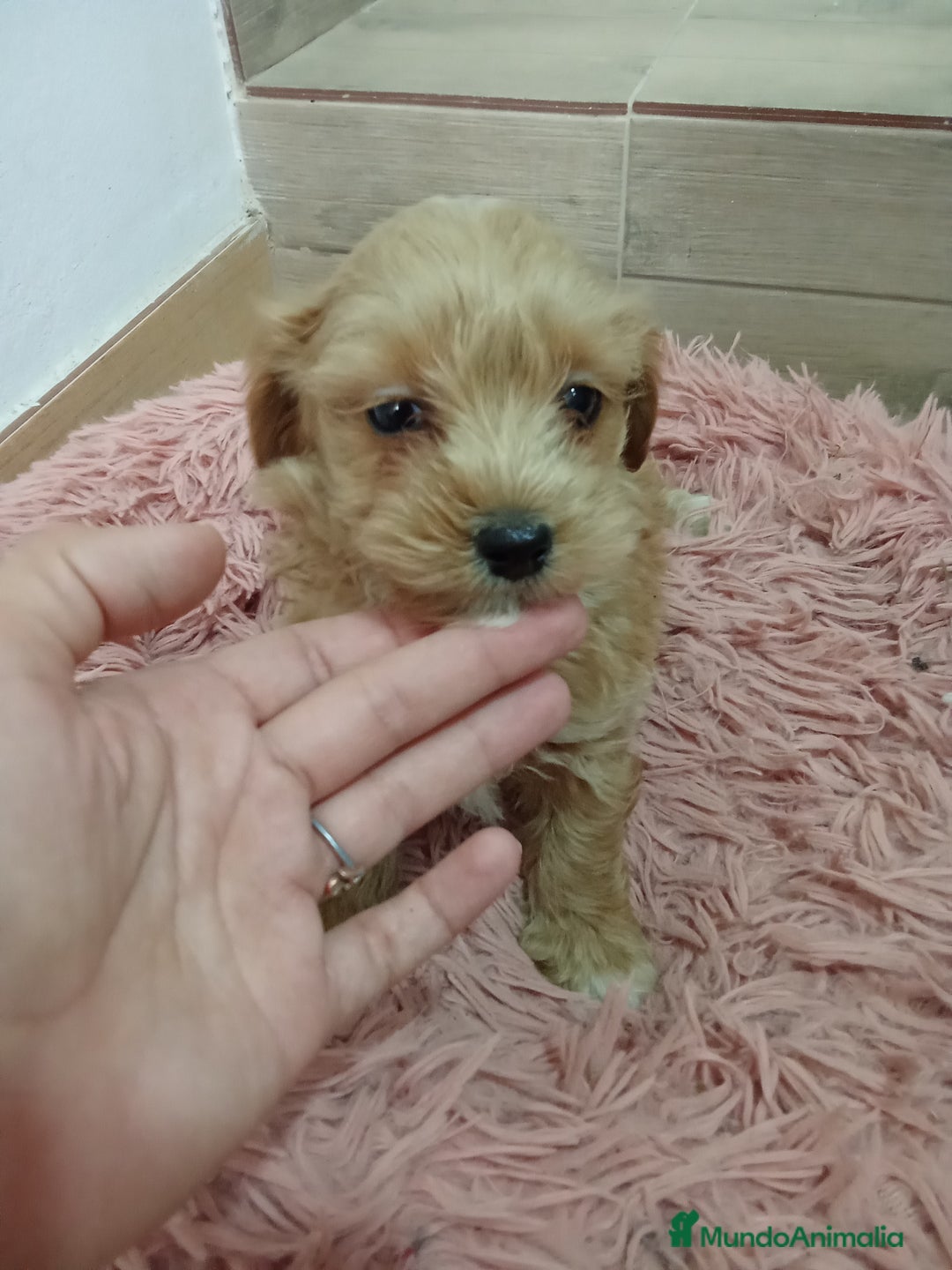 Maltipoo perros en venta: Precioso maltipoo - Anuncio 2