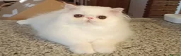 Persa gatos en venta: Persa puro - Anuncio 1