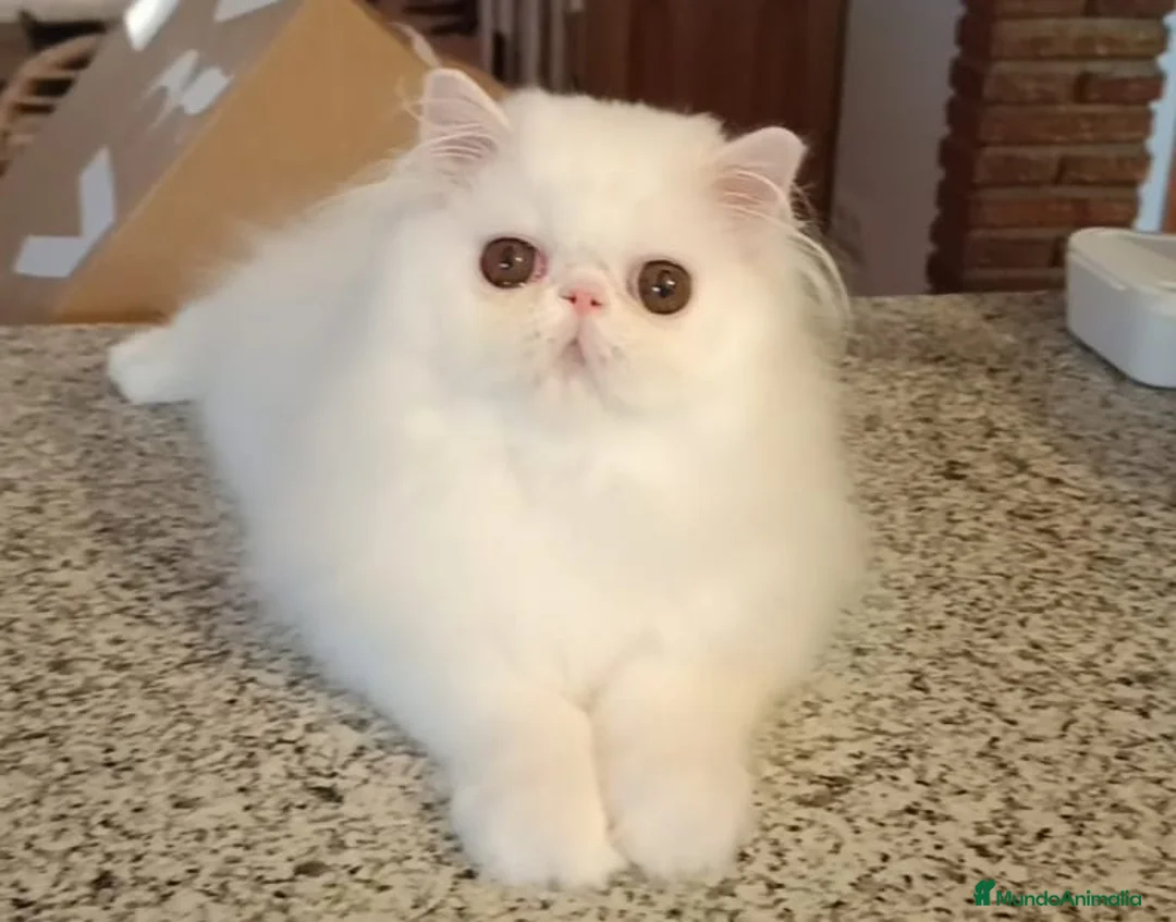 Persa gatos en venta: Persa puro - Anuncio 1