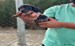 Teckel perros en venta: Espectaculares teckel kaninchen  - Imagen 4