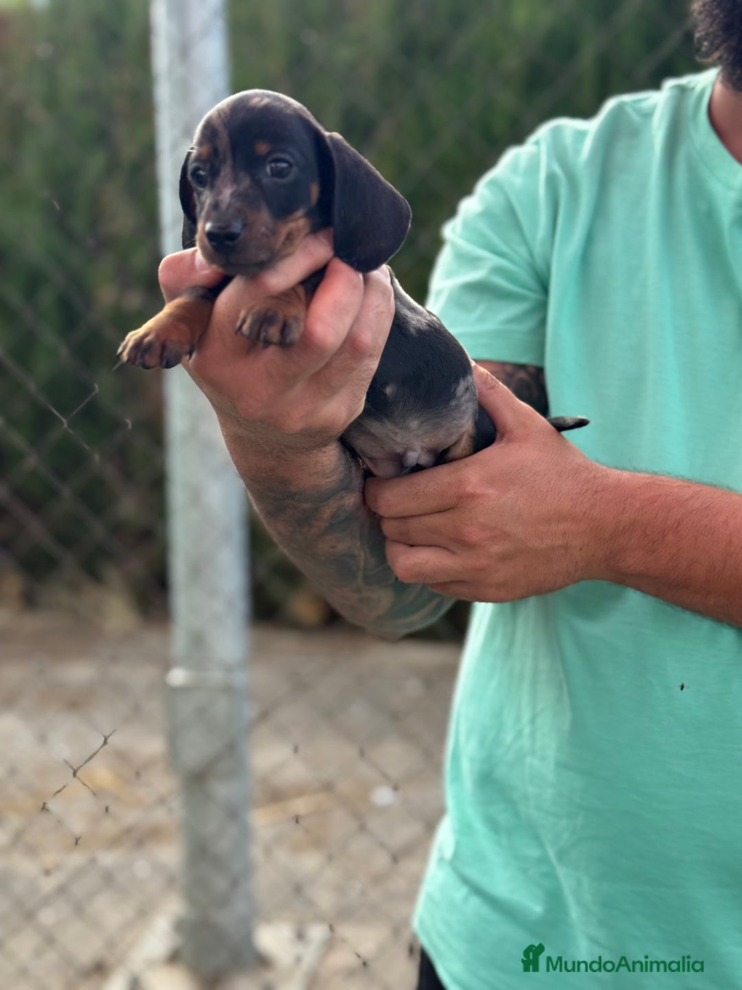 Teckel perros en venta: Espectaculares teckel kaninchen  - Imagen 4