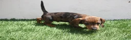 Teckel Miniatura perros en venta: Teckel Miniatura  - Anuncio 13